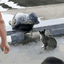 Cat Angry GIF - Cat Angry Funny GIFs