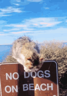 Cats Sign GIF - Cats Sign Beach GIFs