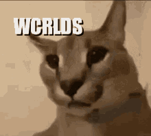 Wcrlds GIF - Wcrlds GIFs