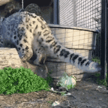 shreds kitty snow leopard