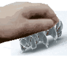 tardigrade