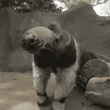 Anteater Animals GIF - Anteater Animals Wiggle GIFs