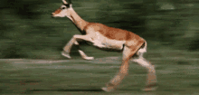 running deer speed animal forest