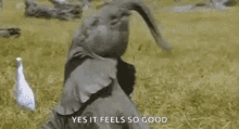 baby elephant yes it feels good cute baby elephant yes it feels good cute
