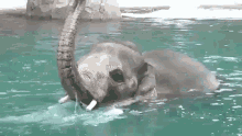 elephant playing trunk pool water