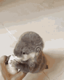Baby Otter GIF - Baby Otter Baby Otter GIFs