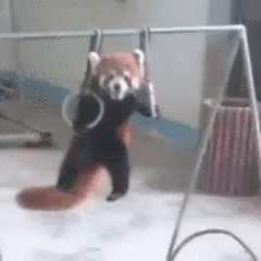 Redpanda Exercise GIF - Redpanda Red Panda GIFs