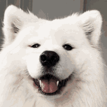 Samoyed Dog GIF - Samoyed Dog Profile Picture GIFs