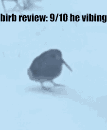 Birb Birb Review GIF - Birb Birb Review Bird GIFs