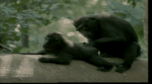 Leap Frog GIF - Monkeys Macaque Indonesia GIFs