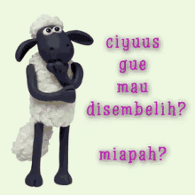 shau the sheep kambing domba dembelih potong