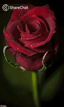 red rose rose dew drops %E0%A4%97%E0%A5%81%E0%A4%B2%E0%A4%BE%E0%A4%AC %E0%A4%AB%E0%A5%82%E0%A4%B2
