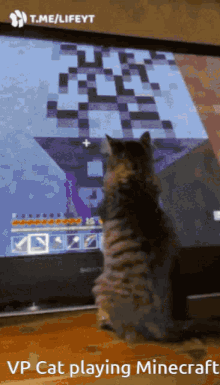 Vp Cat Minecraft GIF - Vp Cat Minecraft GIFs