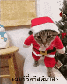 แมว เมอร์รี่คริสต์มาส GIF - Cat Merry Christmas Christmas GIFs