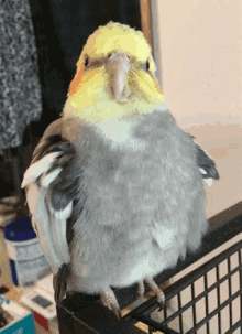 Problem Bird Cage GIF - Problem Bird Cage Come At Me Bro GIFs