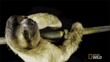 Extra Neck Vertebrae International Sloth Day GIF - Extra Neck Vertebrae International Sloth Day Untamed GIFs