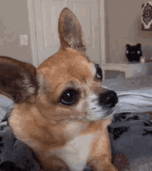 Cute Dog GIF - Cute Dog Chihuahua GIFs