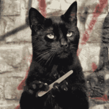 Excuse Me Cat GIF - Excuse Me Cat Stare GIFs