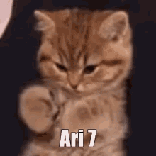 Ari Cat Ari Season One GIF - Ari Cat Ari Season One Meme GIFs