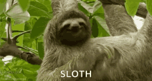 Sloths Funny GIF - Sloths Funny Sloth GIFs