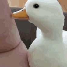 Goose Baby Goose GIF - Goose Baby Goose Ganso GIFs