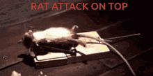 Rat Attack GIF - Rat Attack GIFs