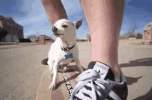 Chihuahua En Skate Oklm GIF - Oklm Aucalme Chihuahua GIFs