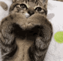Heart Cat GIF - Heart Cat Cute GIFs