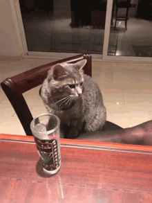 Cat Cat Drink GIF - Cat Cat Drink Drink GIFs
