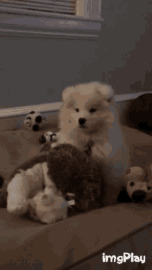 Doge Samoyed GIF - Doge Samoyed Dog GIFs