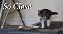 So Close GIF - Cat Foot Treadmill GIFs