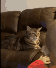 Cat Annoyed GIF - Cat Annoyed GIFs