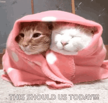 Cats Cuddle GIF - Cats Cuddle Blankets GIFs