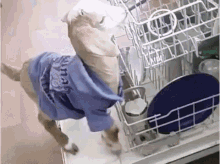 Goat Jumping Into Dishwasher GIF - Dishwasher Goat Jumping Goat GIFs