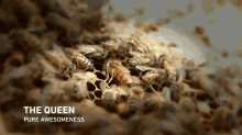 Bee Vs. Keeper GIF - Queen Queen Bee Hive GIFs