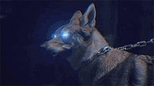 Wolf Glow GIF - Wolf Glow Angry GIFs