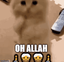 Oh Allah GIF - Oh Allah Cat GIFs
