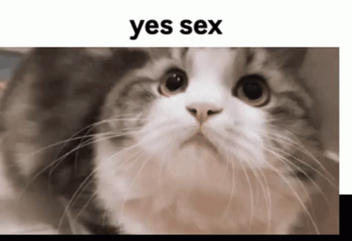 Yes Sex Gif Yes Sex Cat Discover Share Gifs
