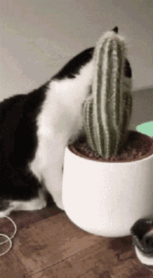 Kitty Cactus GIF - Kitty Cactus Love GIFs