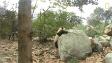 Fall Down 360baby Pandas GIF - Fall Down 360baby Pandas Oops GIFs