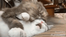 Smothered In Cat Love GIF - Cat Love Smothered GIFs