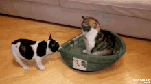 Reluctant Cat Is Reluctant GIF - Cat Cats Pull GIFs