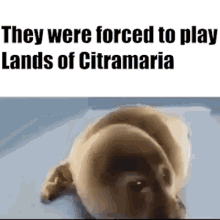 Citramaria Lands Of Citramaria GIF - Citramaria Lands Of Citramaria Levantine Assassins Brotherhood GIFs