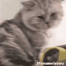 My Name Is Twu Cats GIF - My Name Is Twu Cats Lovely Cat GIFs