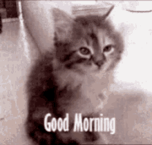 Good Morning Cute GIF - Good Morning Morning Cute GIFs