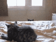 Lurking Sneaky GIF - Lurking Sneaky Cat GIFs