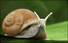 Schnecke Speed Snail GIF - Schnecke Speed Snail Fly GIFs