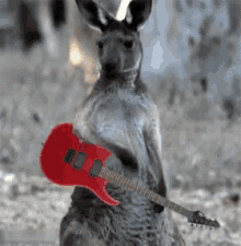 guitar kangaroo