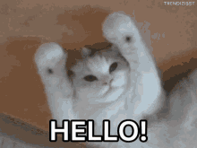 Hello Cat GIF - Hello Cat Waving GIFs