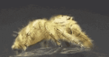 Jumping Spider Cool GIF - Jumping Spider Cool Shades GIFs
